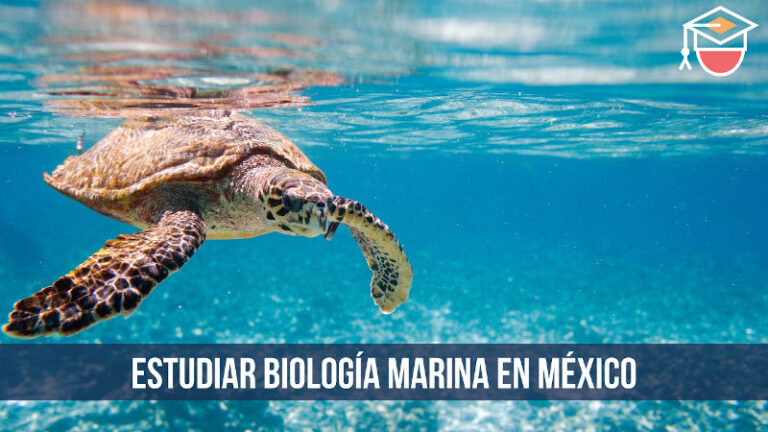 Ahorra dinero en tu carrera de Biología Marina en México Descubre