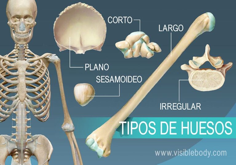 Descubre Los Secretos Para Memorizar Los 206 Huesos Del Cuerpo Humano De Forma Rápida Y Sencilla 3286