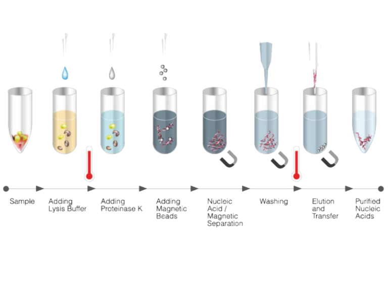 ¡descubre Todo Sobre La Extracción De Adn Y Cómo Hacerlo Tú Mismo En